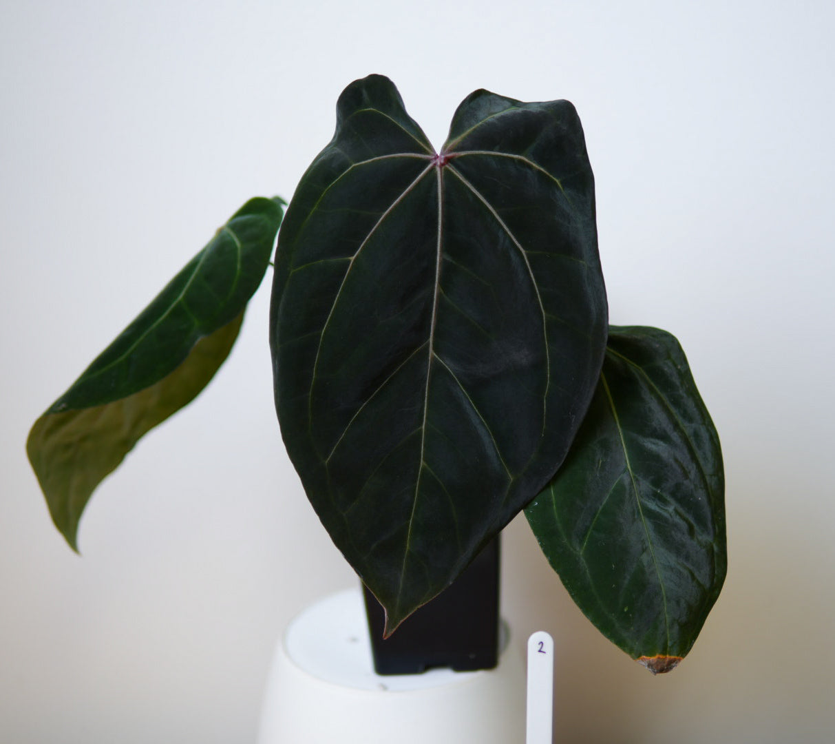 Anthurium complex HU hybrid 1 x carlablackiae X (NSE)