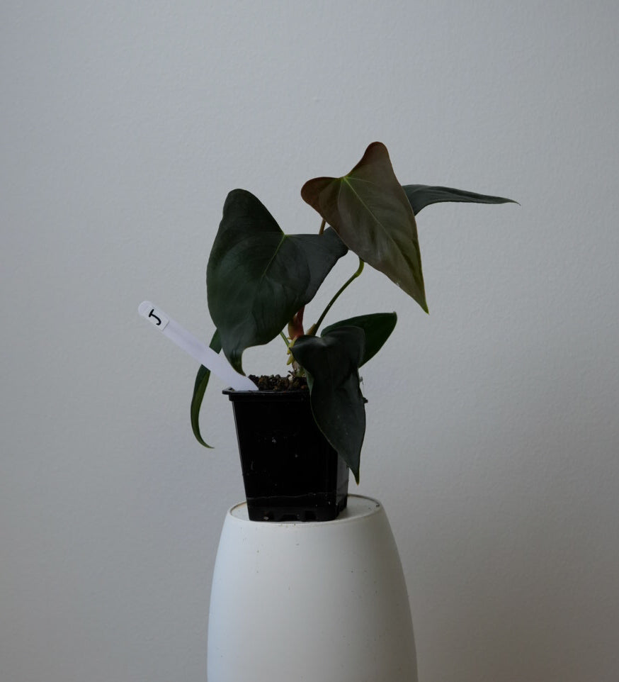Anthurium (subsignatum x papillilaminum 'Marie') x (NSE dorito port x  papillilaminum RLFS)