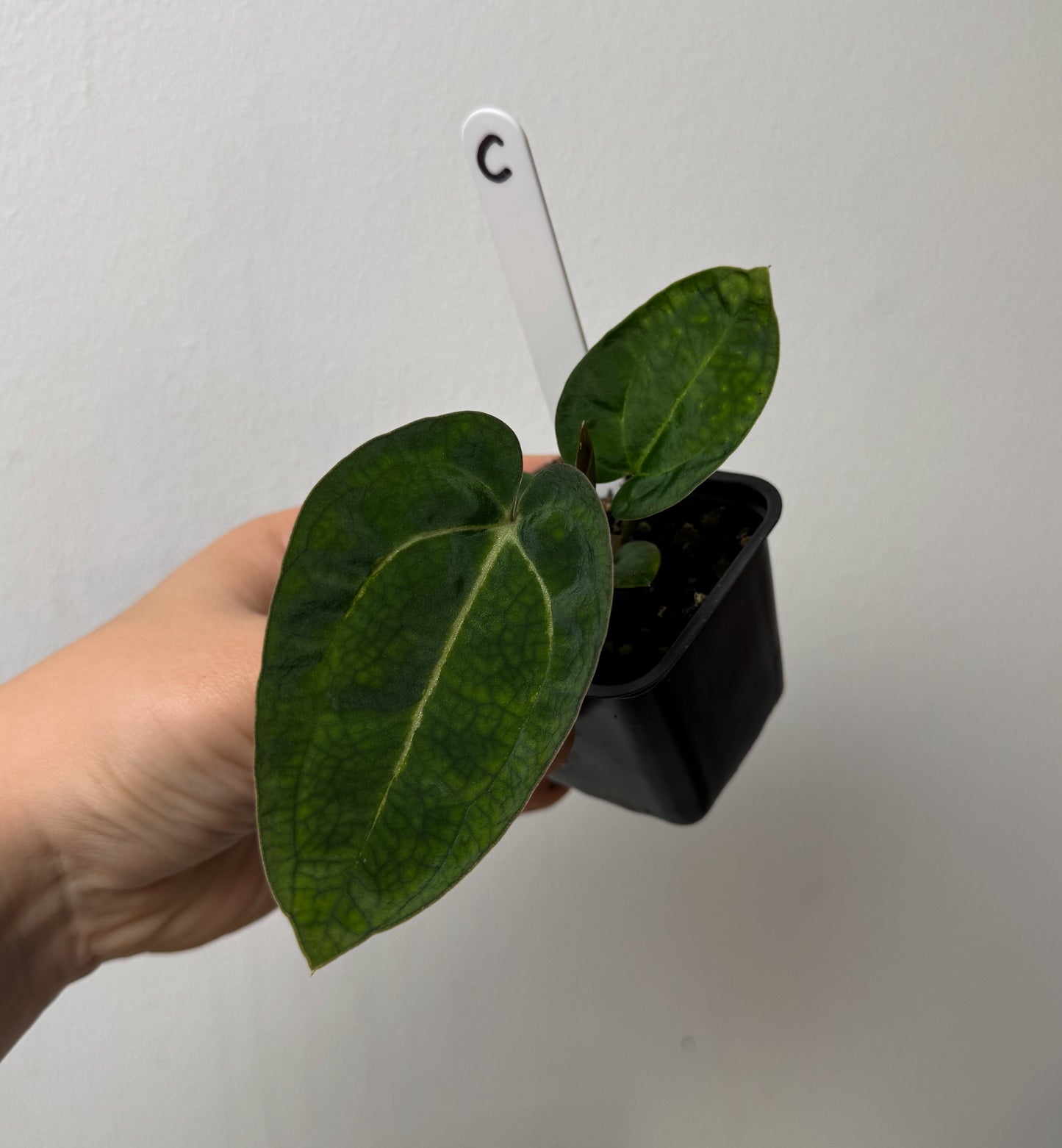 Anthurium Ace of Spades x carlablackiae (NSE)