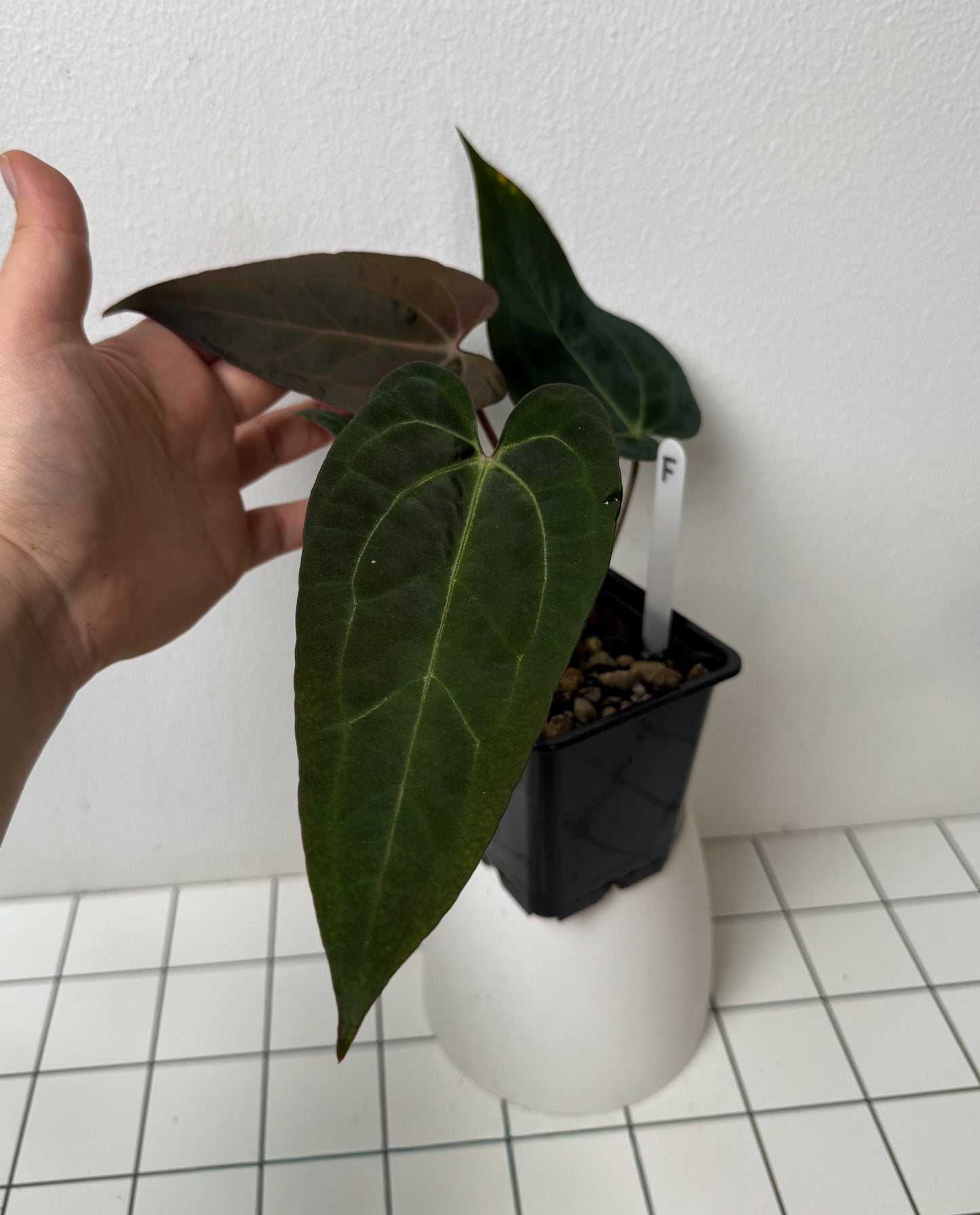 Anthurium (Zara x Michelle) x (Dorito Port x RLFS)