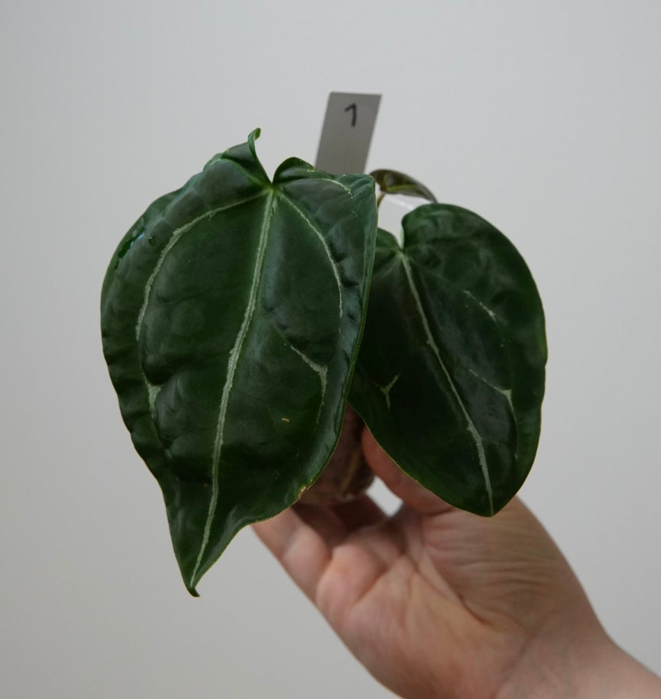 Anthurium forgetii df x warocqueanum 2