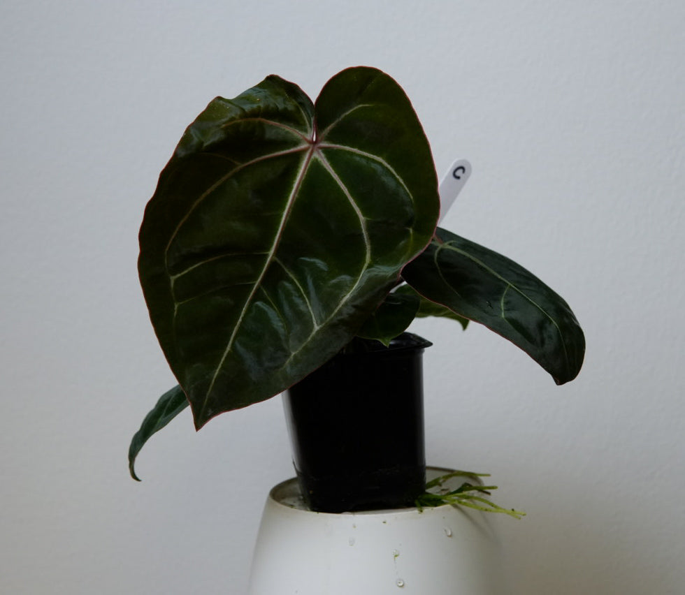 Anthurium Complex HU hybrid 1 x carlablackiae (NSE)