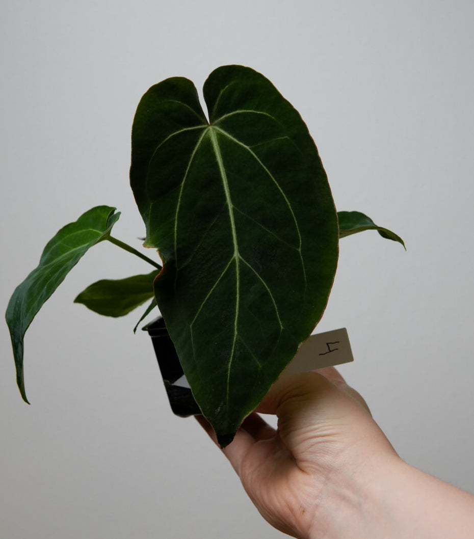 Anthurium Silver blush x BVEP ('round' x 'RA1')