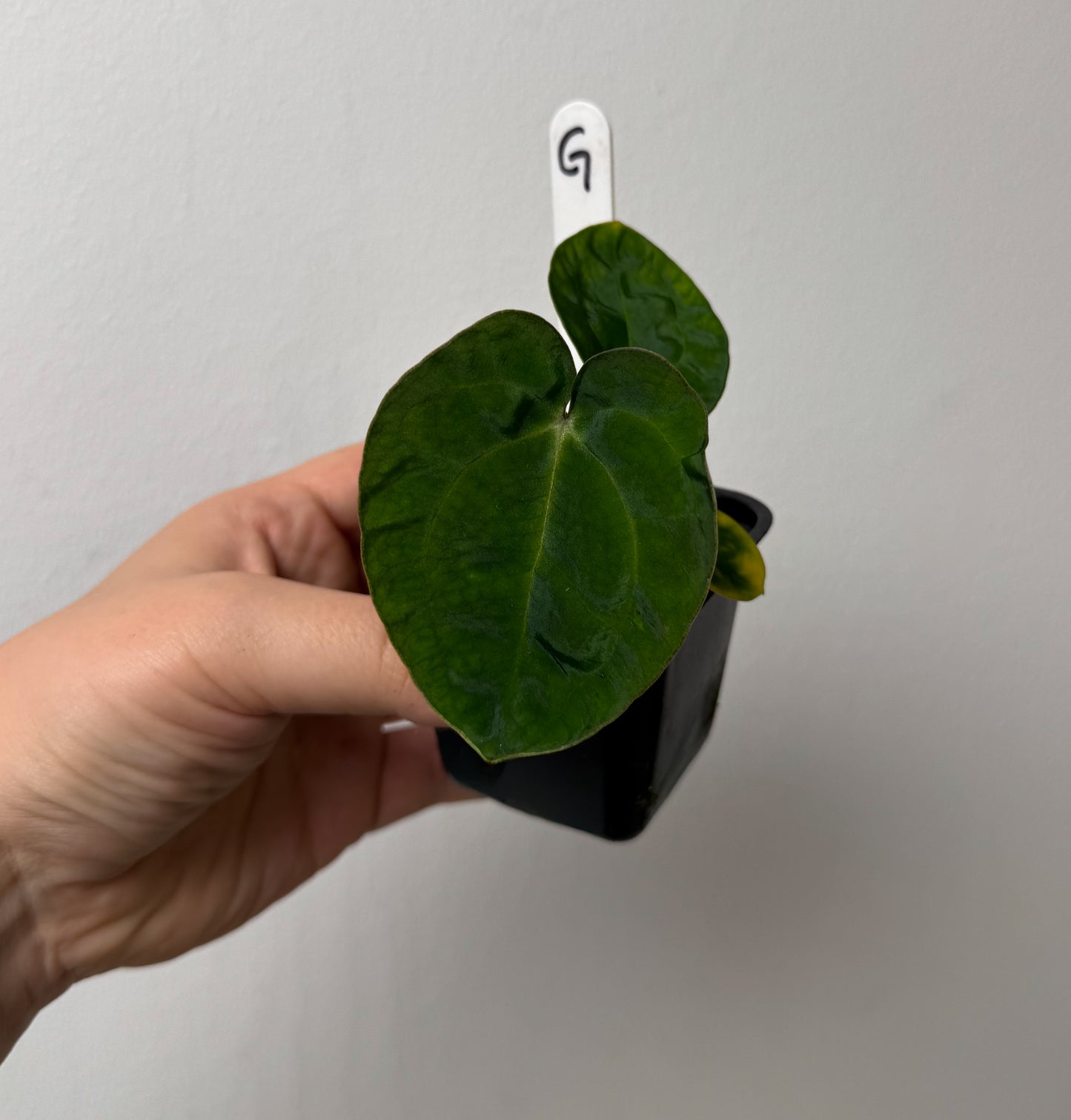 Anthurium Ace of Spades x carlablackiae (NSE)