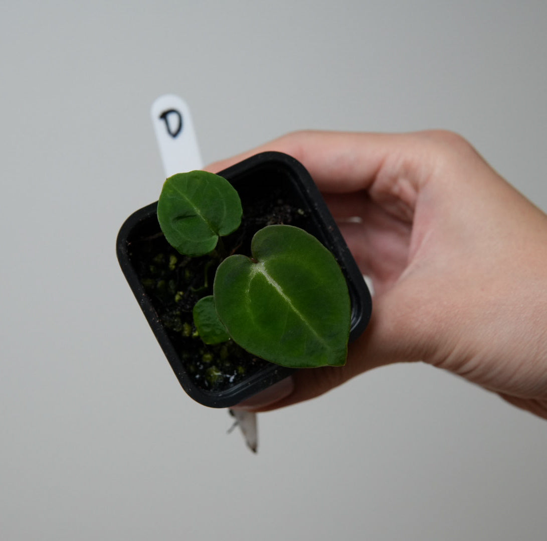 Anthurium Silver Blush x complex HU hybrid 1