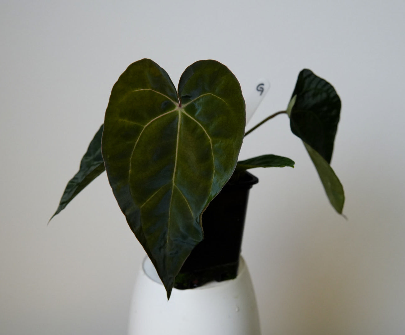 Anthurium Ace of Spades x carlablackiae (NSE)