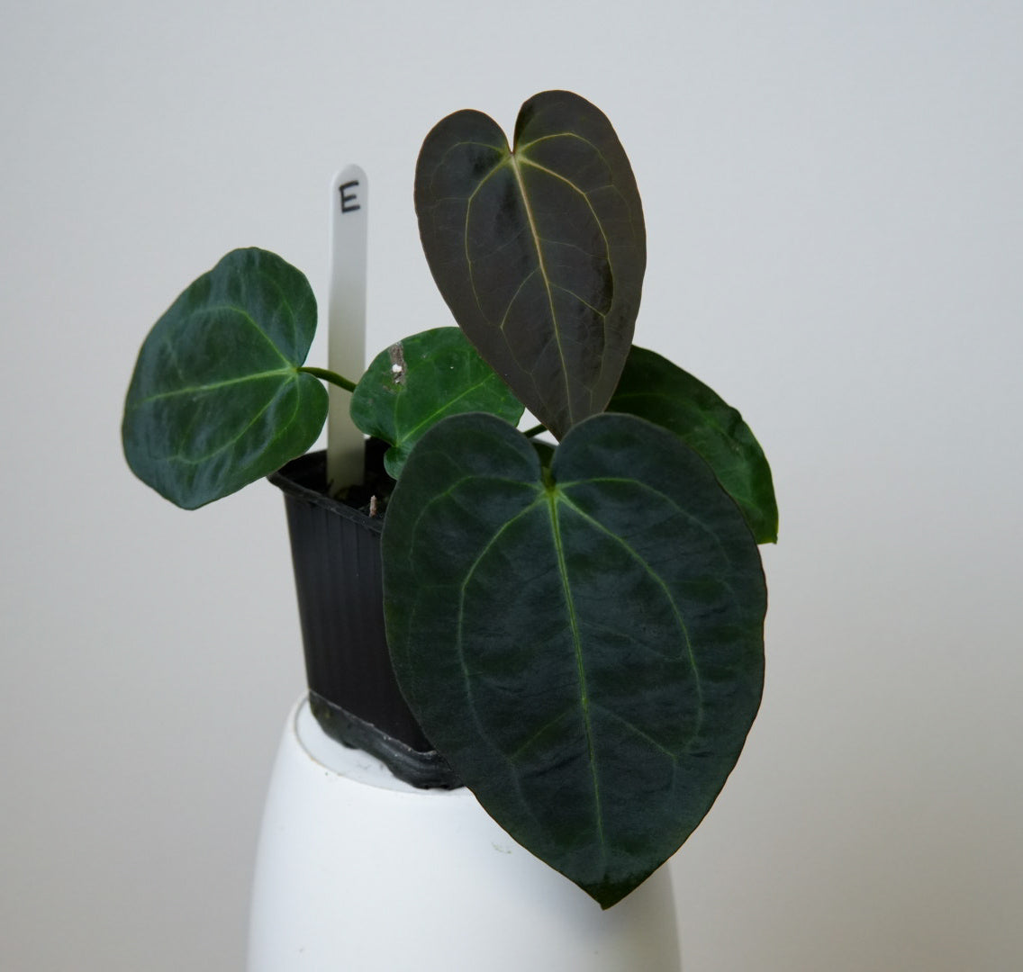 Anthurium (AOS x forgetii 2) x carlablackiae X (NSE)