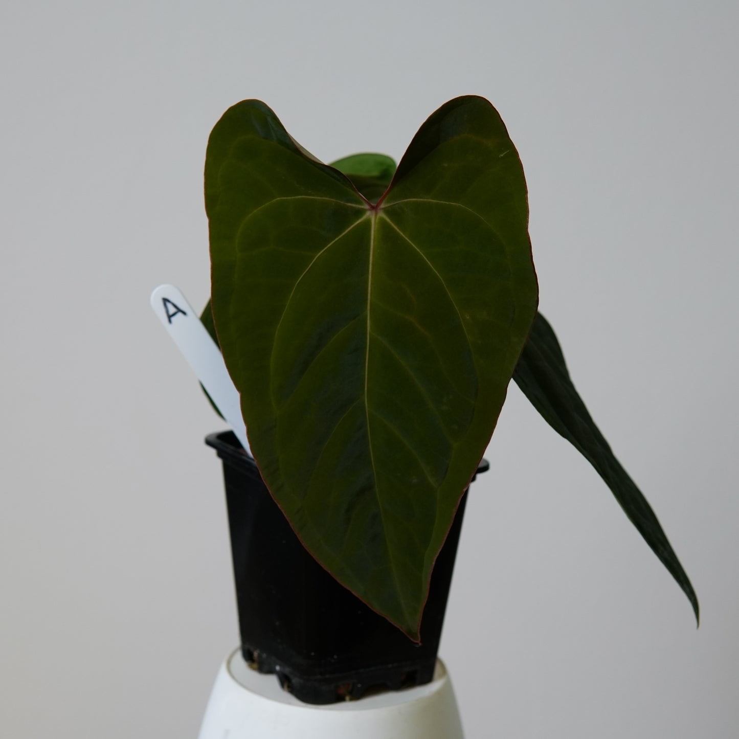 Anthurium peruvian noid 'Huanco Velvet' x carlablackiae (NSE)