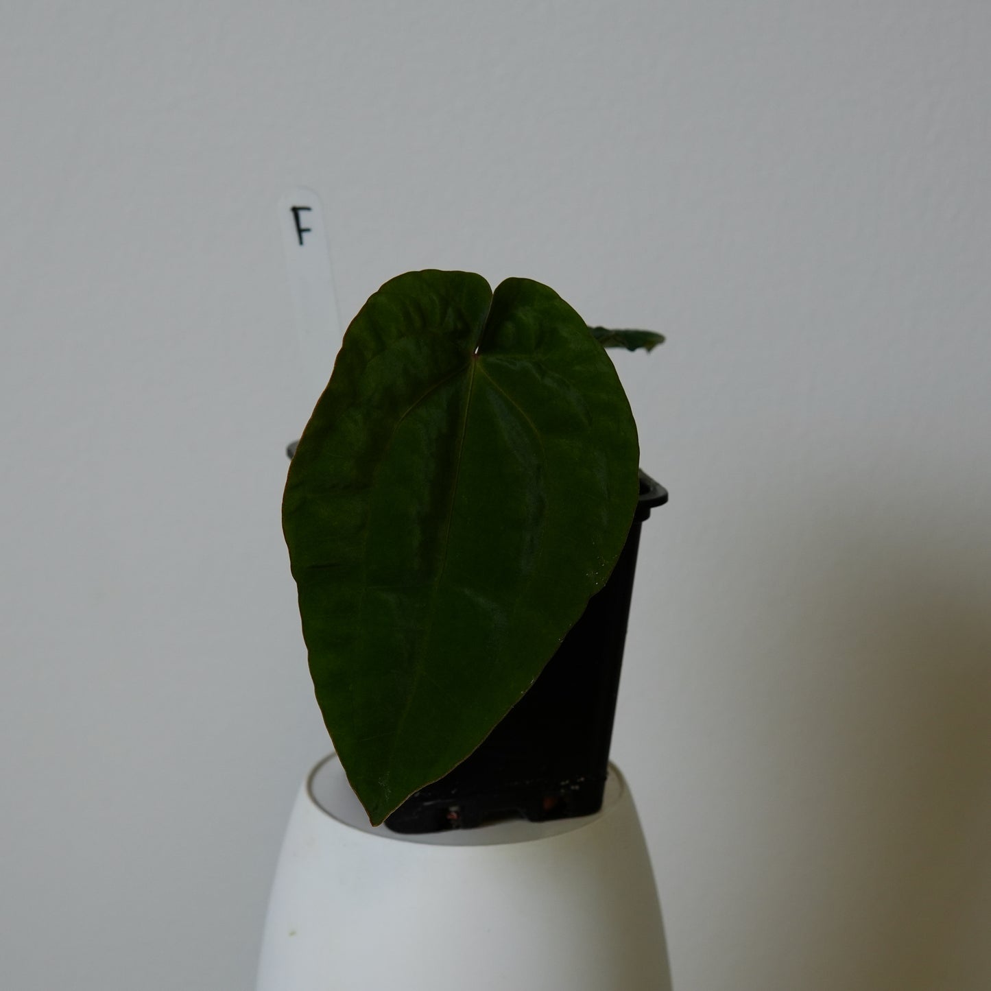 Anthurium (AOS x (Zara x Michelle) 6) x dressleri ('Black x RG f2')