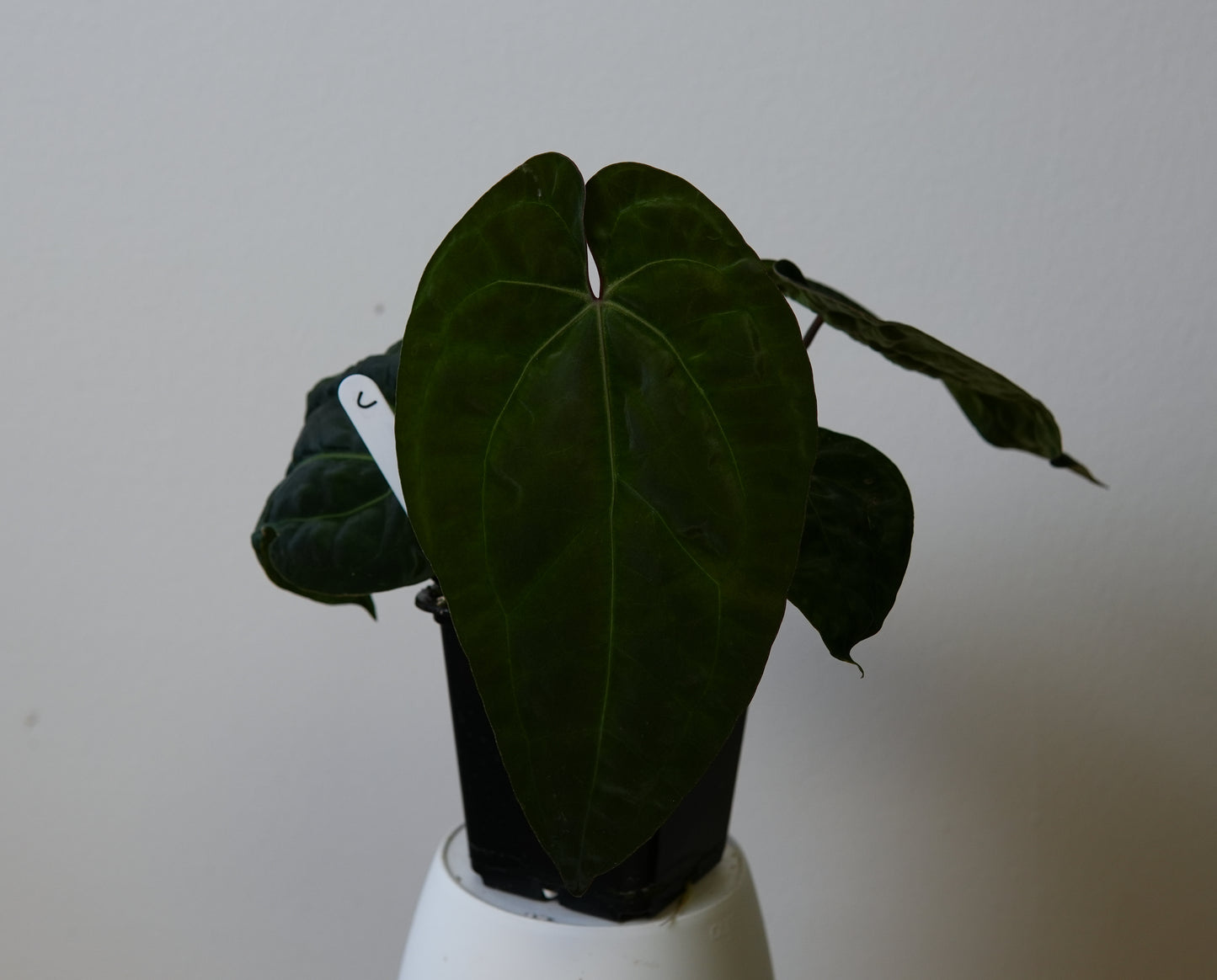 Anthurium (AOS x (Zara x Michelle) 4) x (noid 'Code Red' x papillilaminum 'A+')