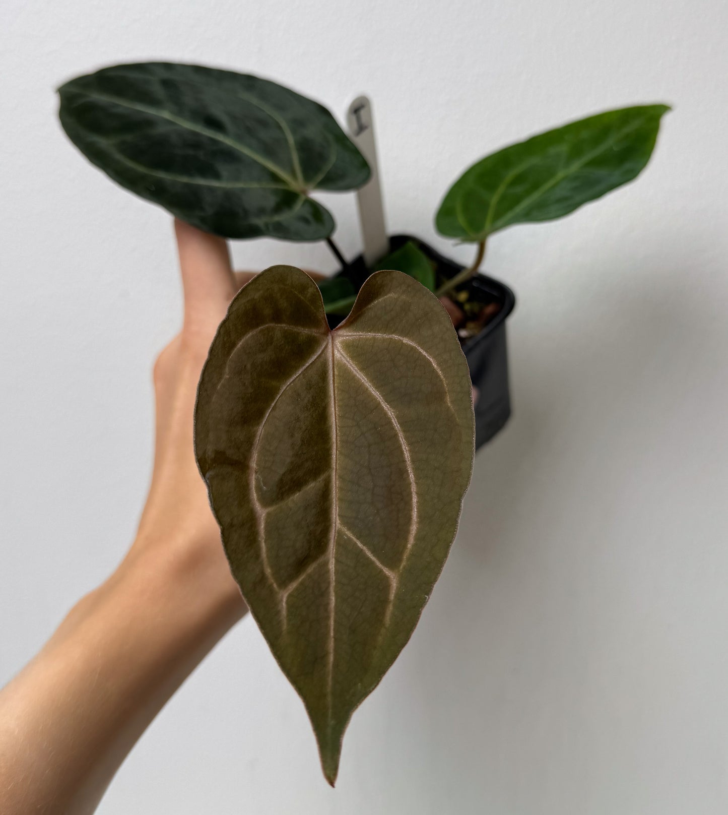 Anthurium Complex HU hybrid 1 x carlablackiae (NSE)
