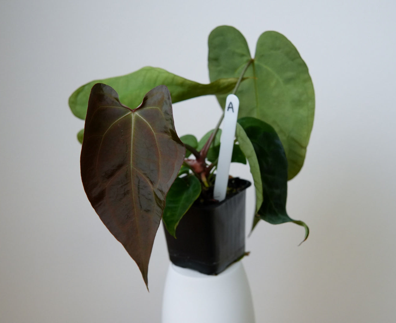 Anthurium (AOS x forgetii 2) x carlablackiae X (NSE)