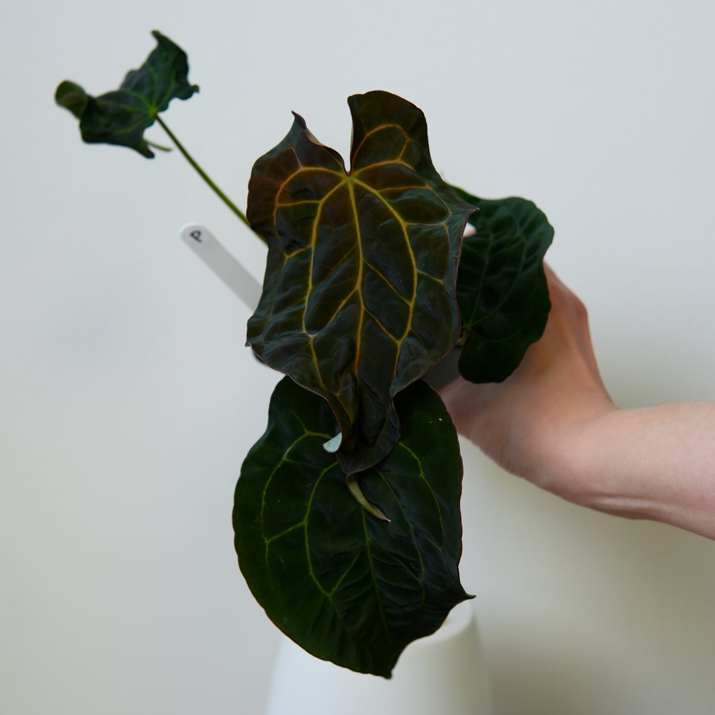 Anthurium (AOS x (Zara x Michelle) 1) x ((carlablackiae x dressleri RD) x pap 'RLFS')