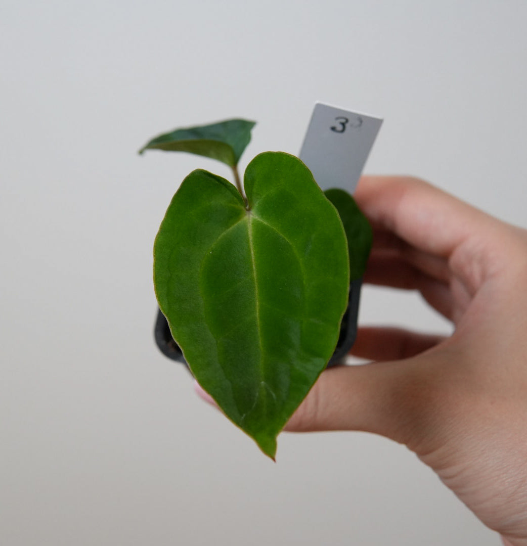 Anthurium (AOS x forgetii 2) x besseae aff