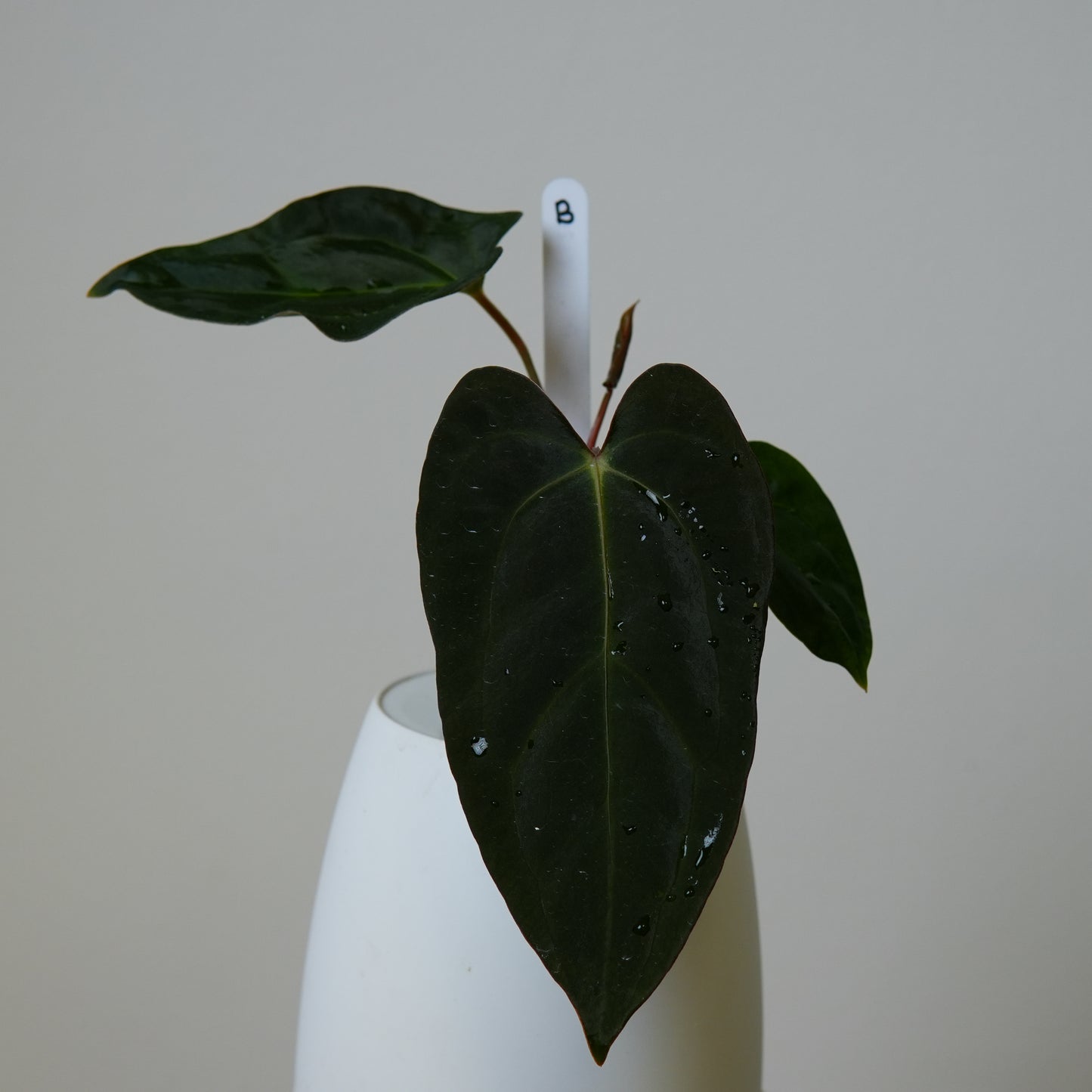 Anthurium (subsignatum x papillilaminum 'Marie') x carlablackiae NSE