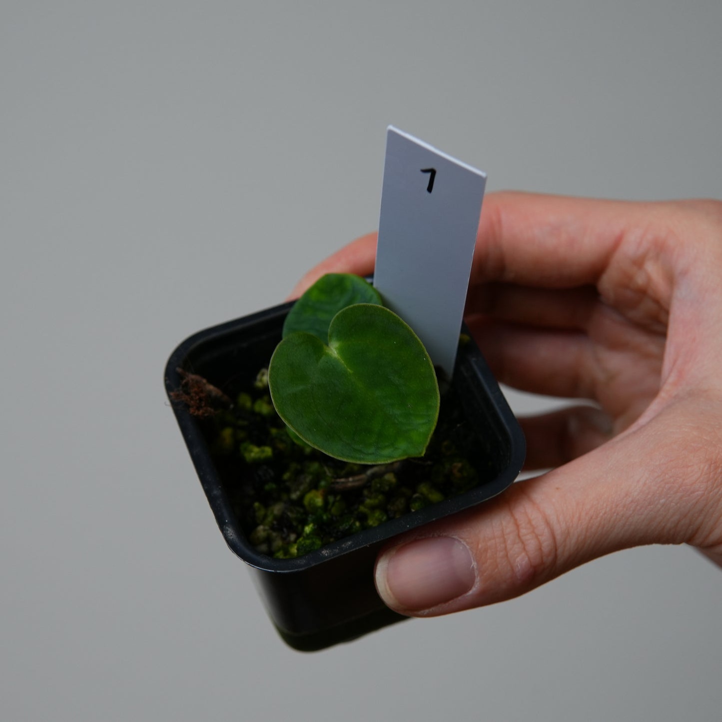 Anthurium 'Midnight Sun' x carlablackiae (NSE)