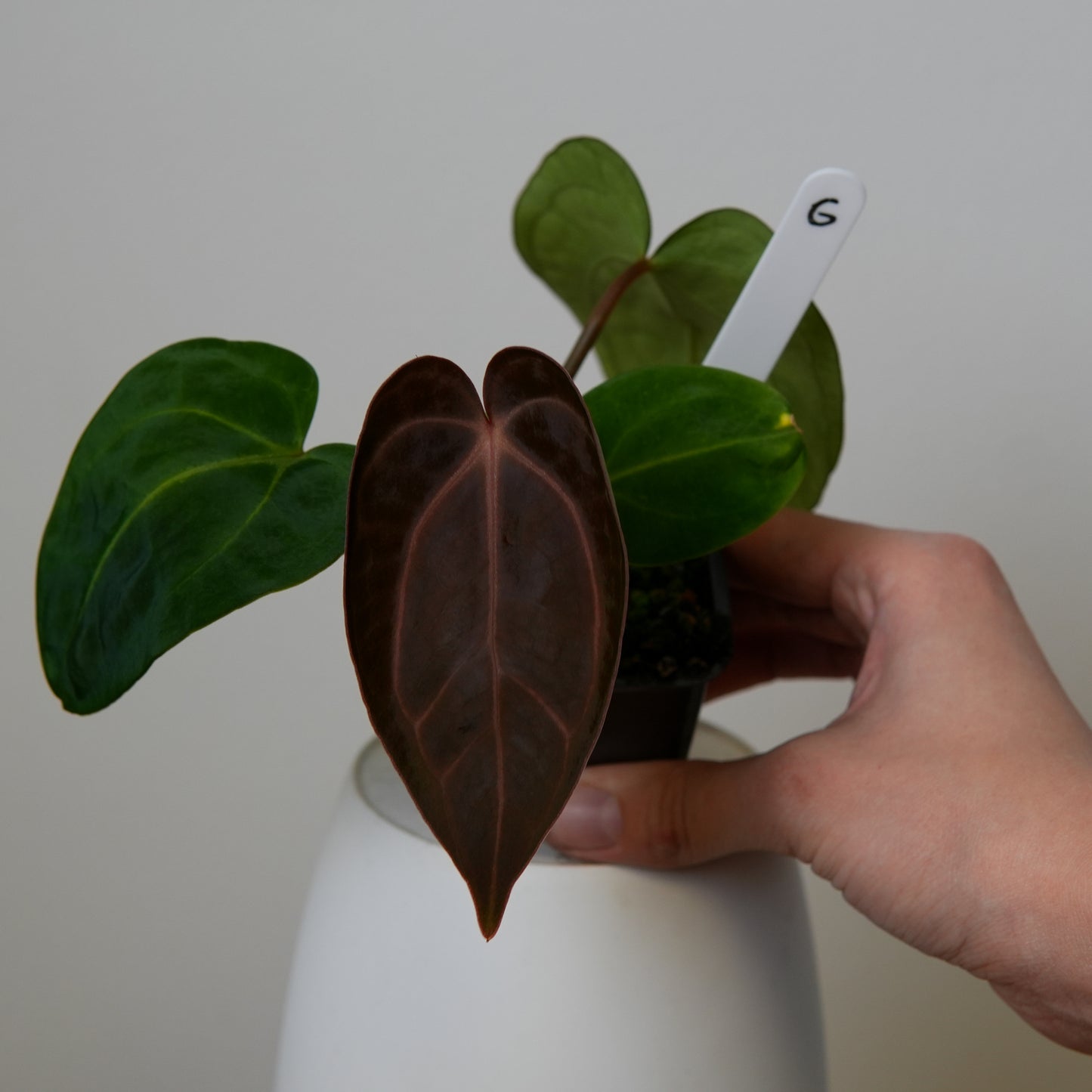 Anthurium carlablackiae (NSE) x carlablackiae X (NSE)