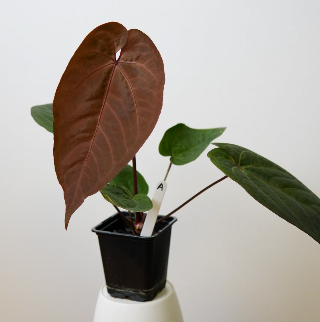 Anthurium Cv Carmesim x (Zara x Michelle)