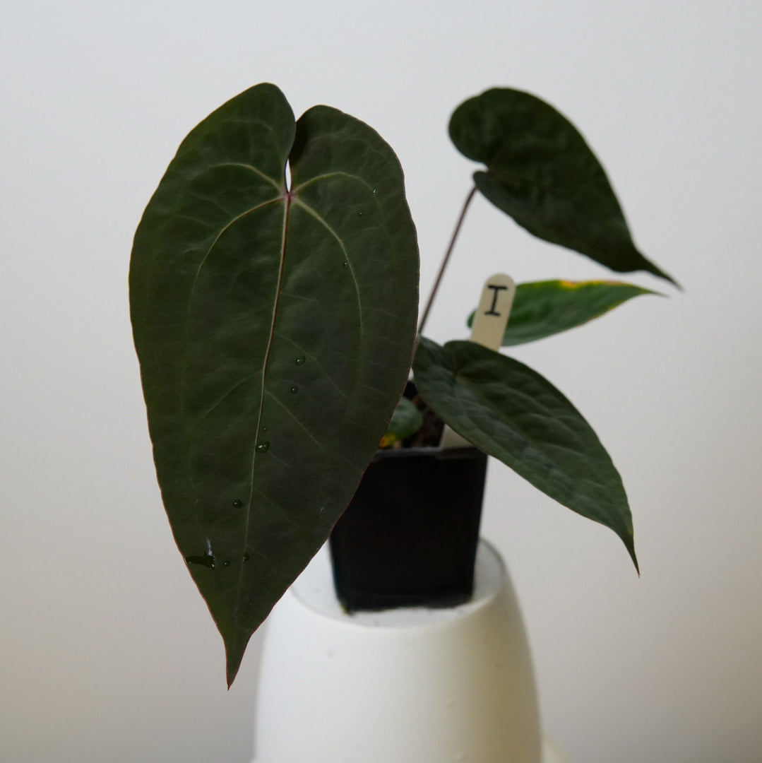 Anthurium Cv Carmesim x (Zara x Michelle)