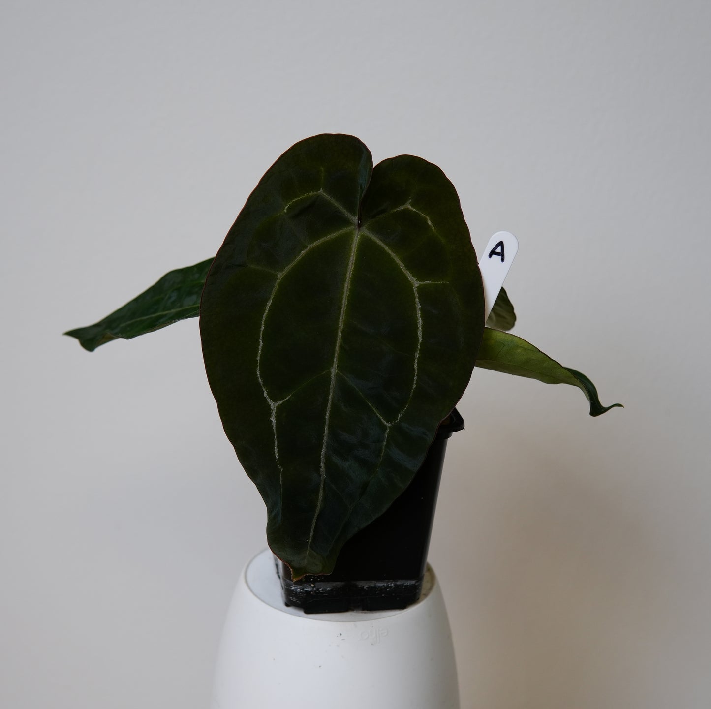 Anthurium (AOS x forgetii 2) x (Zara x Michelle)
