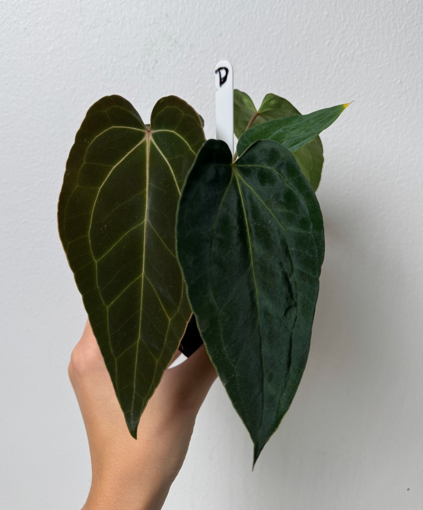 Anthurium besseae aff x carlablackiae X (NSE)