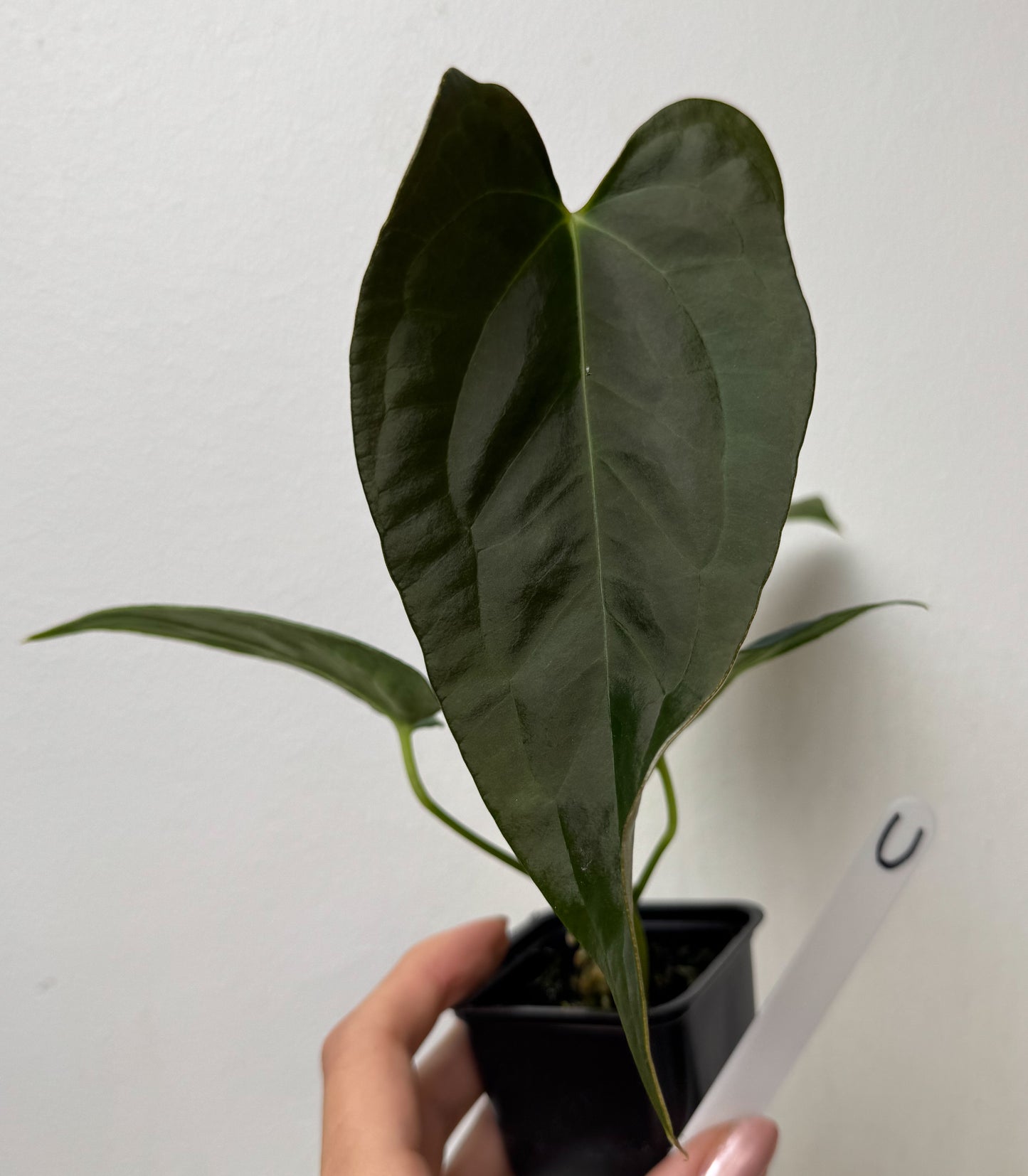 Anthurium (subsignatum x papillilaminum 'Marie') x (NSE dorito port x  papillilaminum RLFS)