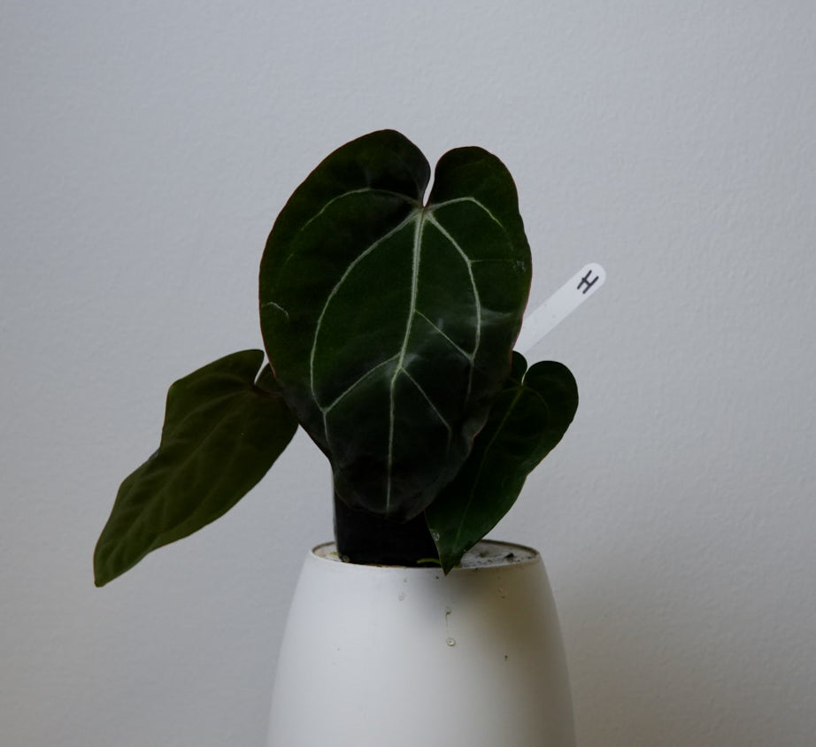 Anthurium Complex HU hybrid 1 x carlablackiae (NSE)