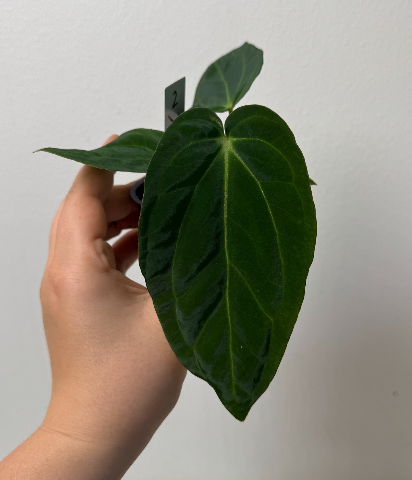 Anthurium Silver blush x BVEP ('round' x 'RA1')