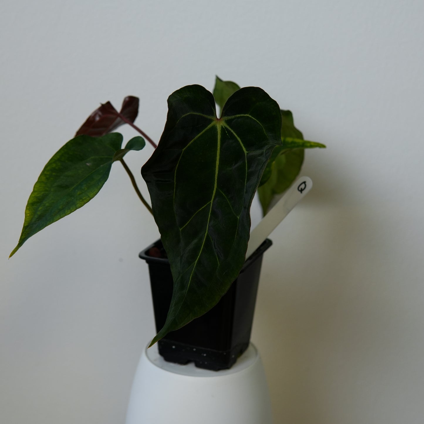 Anthurium (AOS x (Zara x Michelle) 1) x ((carlablackiae x dressleri RD) x pap 'RLFS')