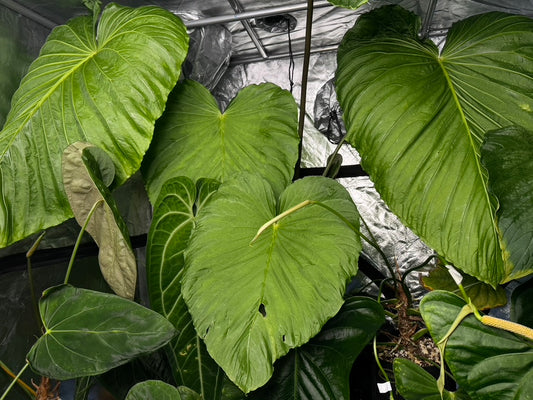 Anthurium schottianum