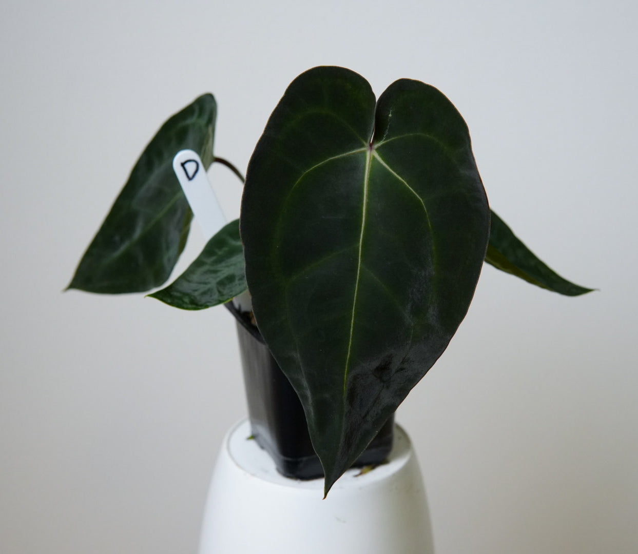 Anthurium (AOS x forgetii 2) x carlablackiae X (NSE)