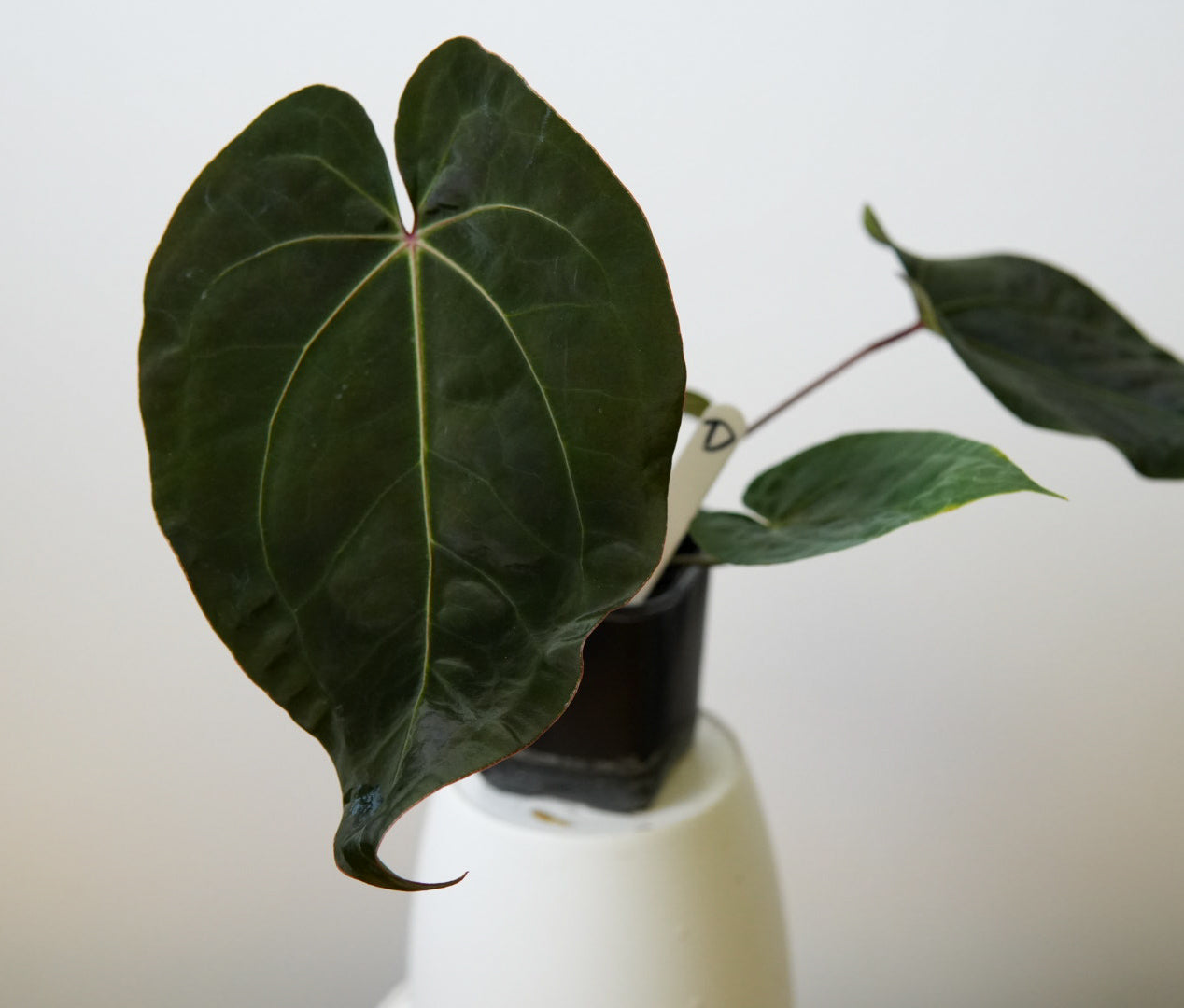 Anthurium Cv Carmesim x (Zara x Michelle)