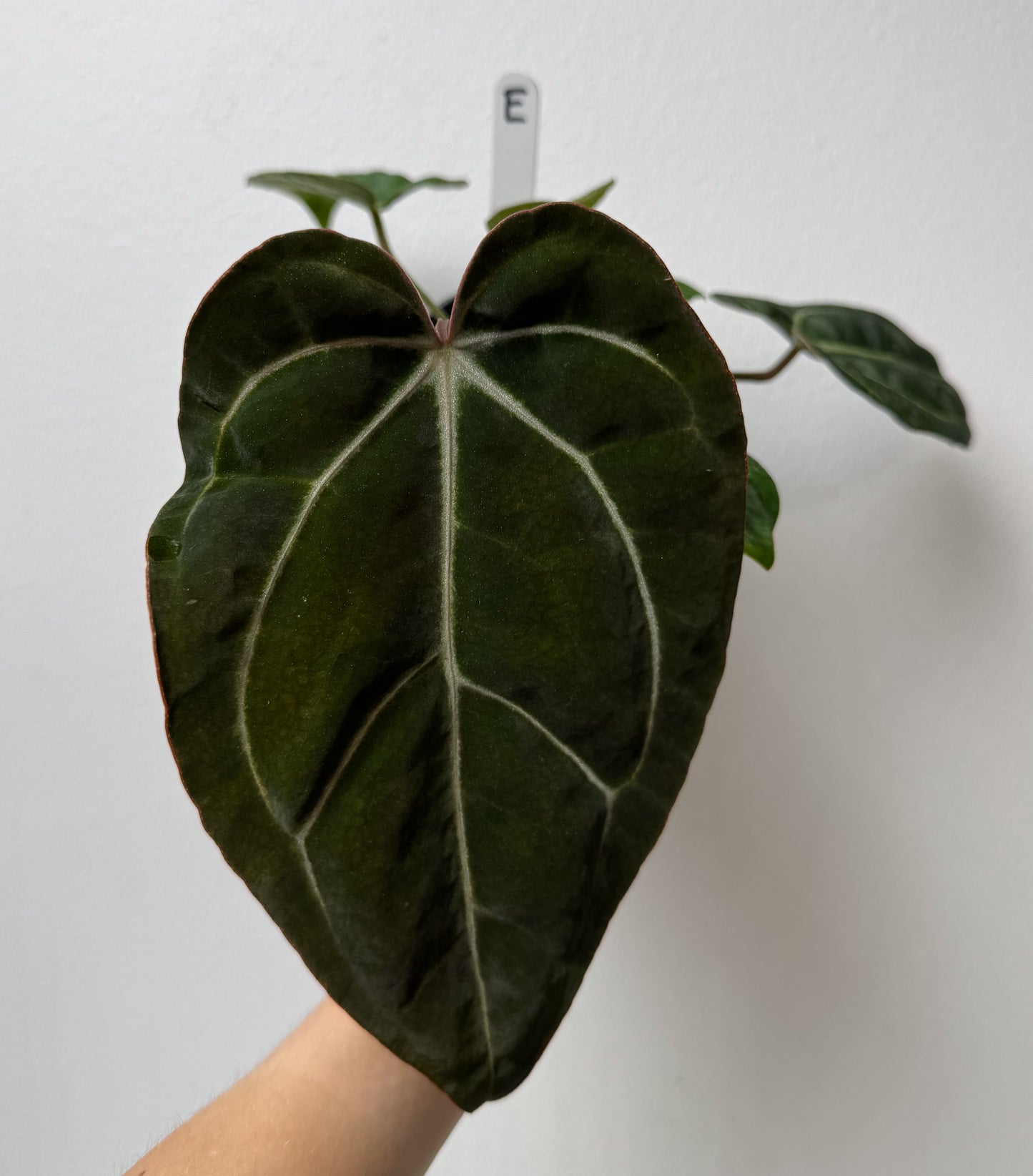 Anthurium Complex HU hybrid 1 x carlablackiae (NSE)