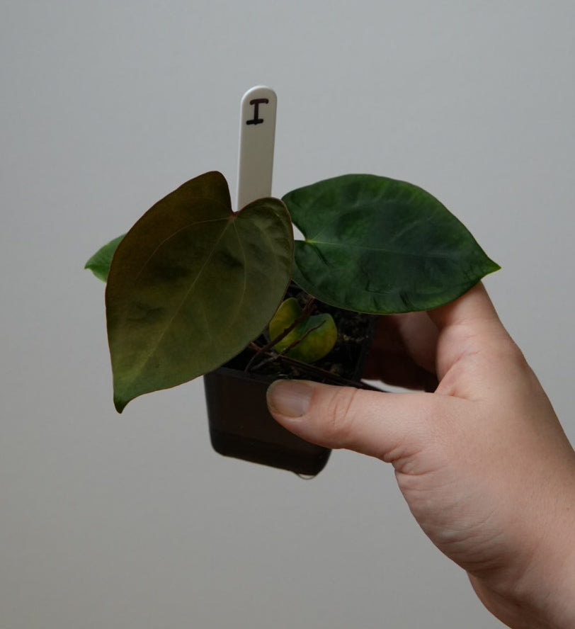 Anthurium carlablackiae X x (noid 'Code Red' x papillilaminum 'A+')