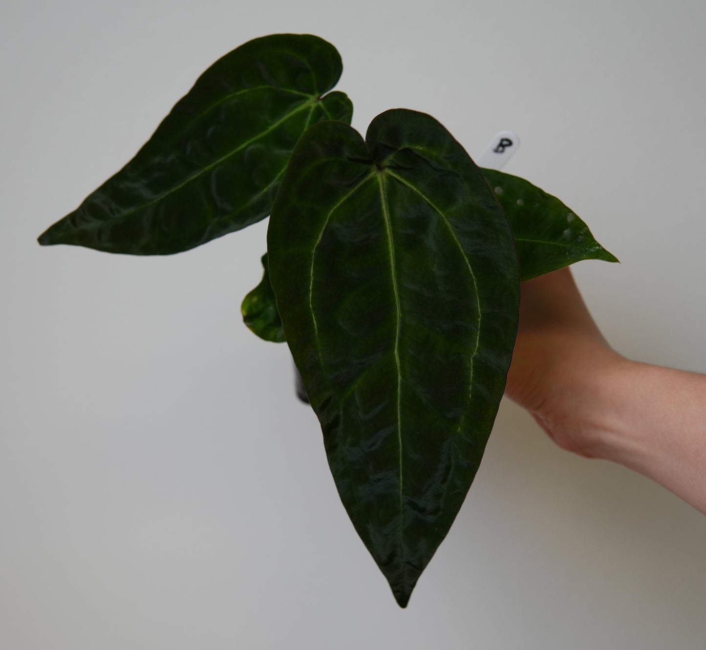 Anthurium (AOS x forgetii 2) x (Zara x Michelle)