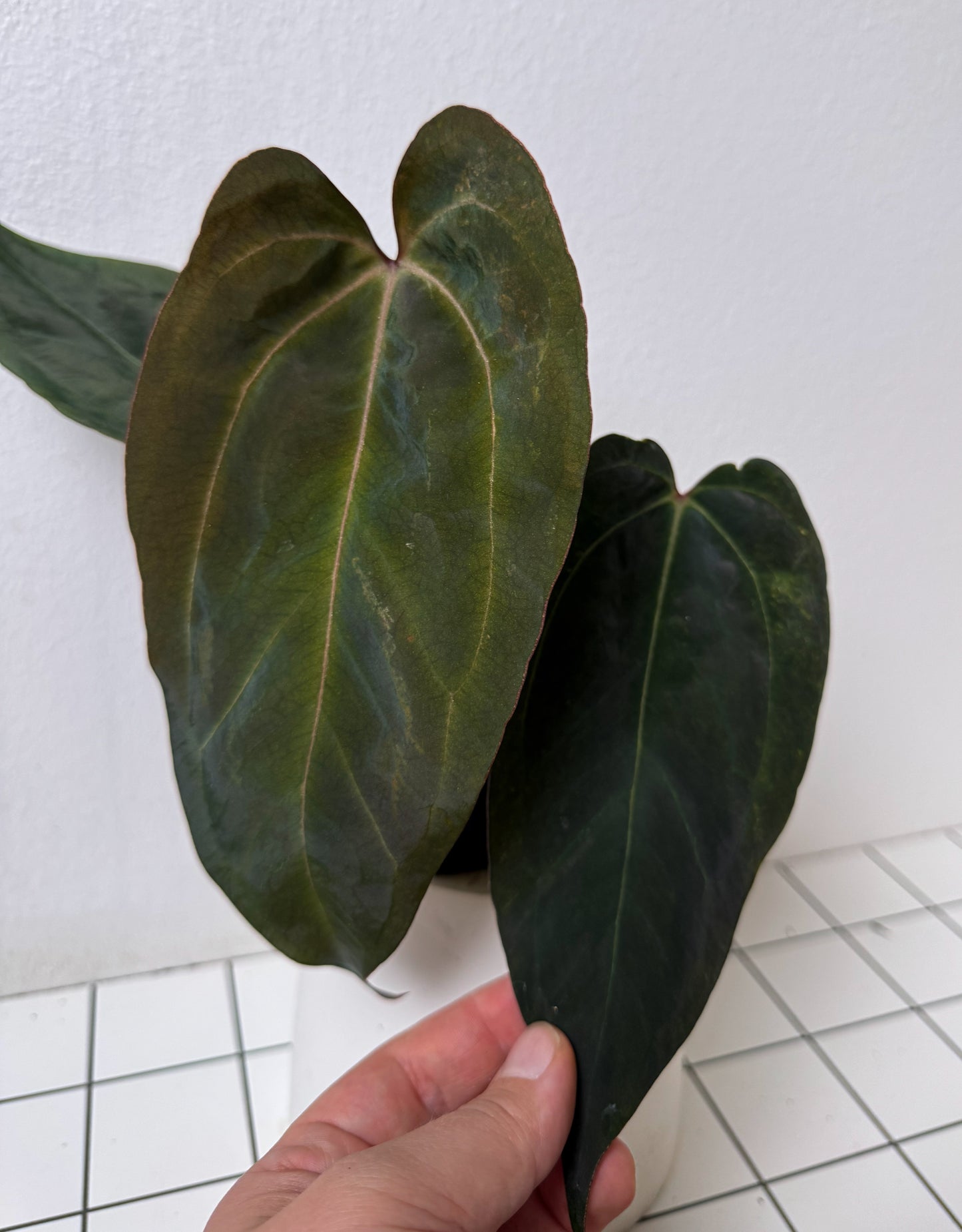 Anthurium (Zara x Michelle) x (Dorito Port x RLFS)