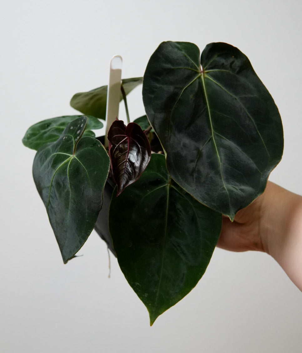 Anthurium complex HU hybrid 1 x carlablackiae X (NSE)