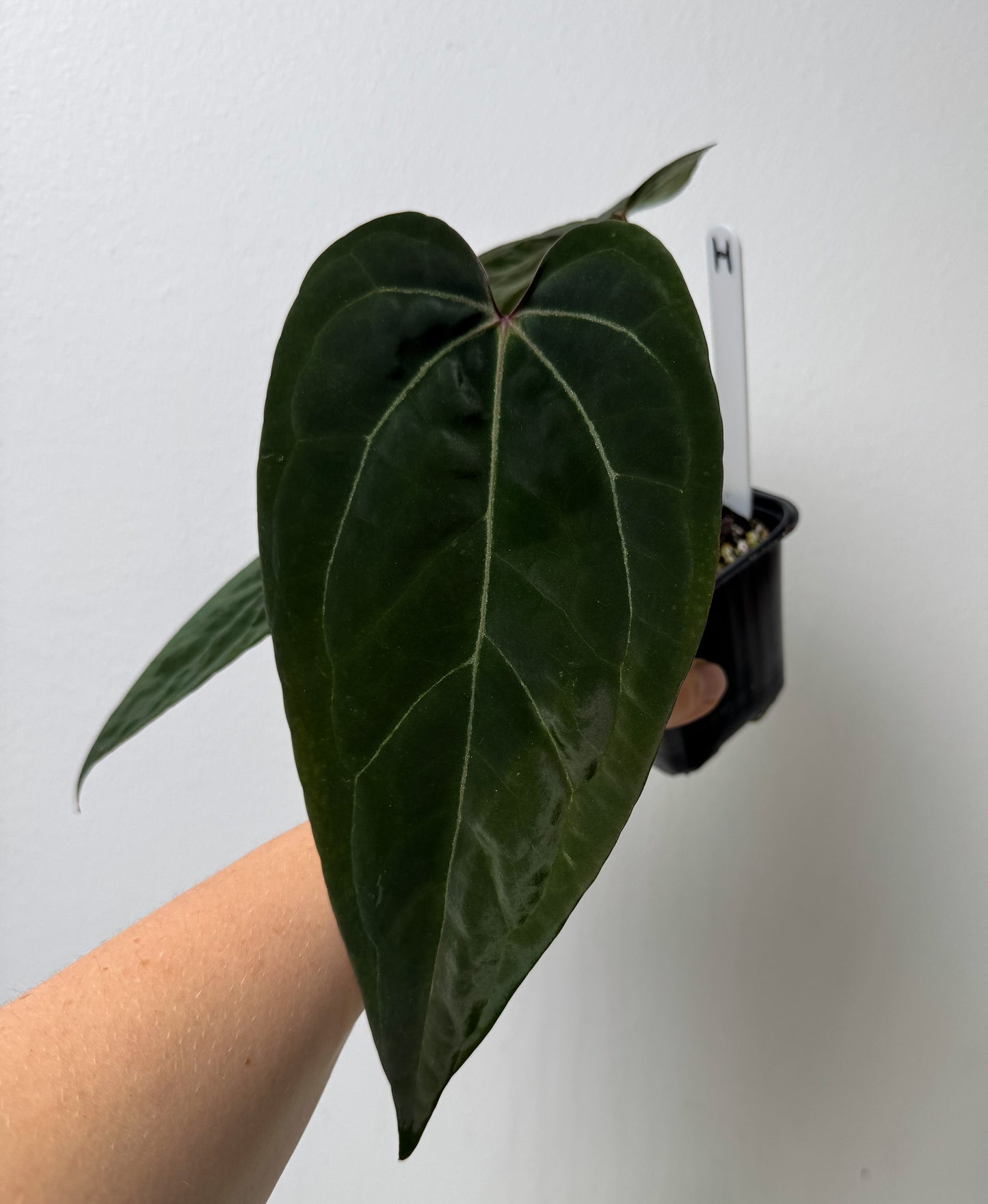 Anthurium (Zara x Michelle) x (Dorito Port x RLFS)