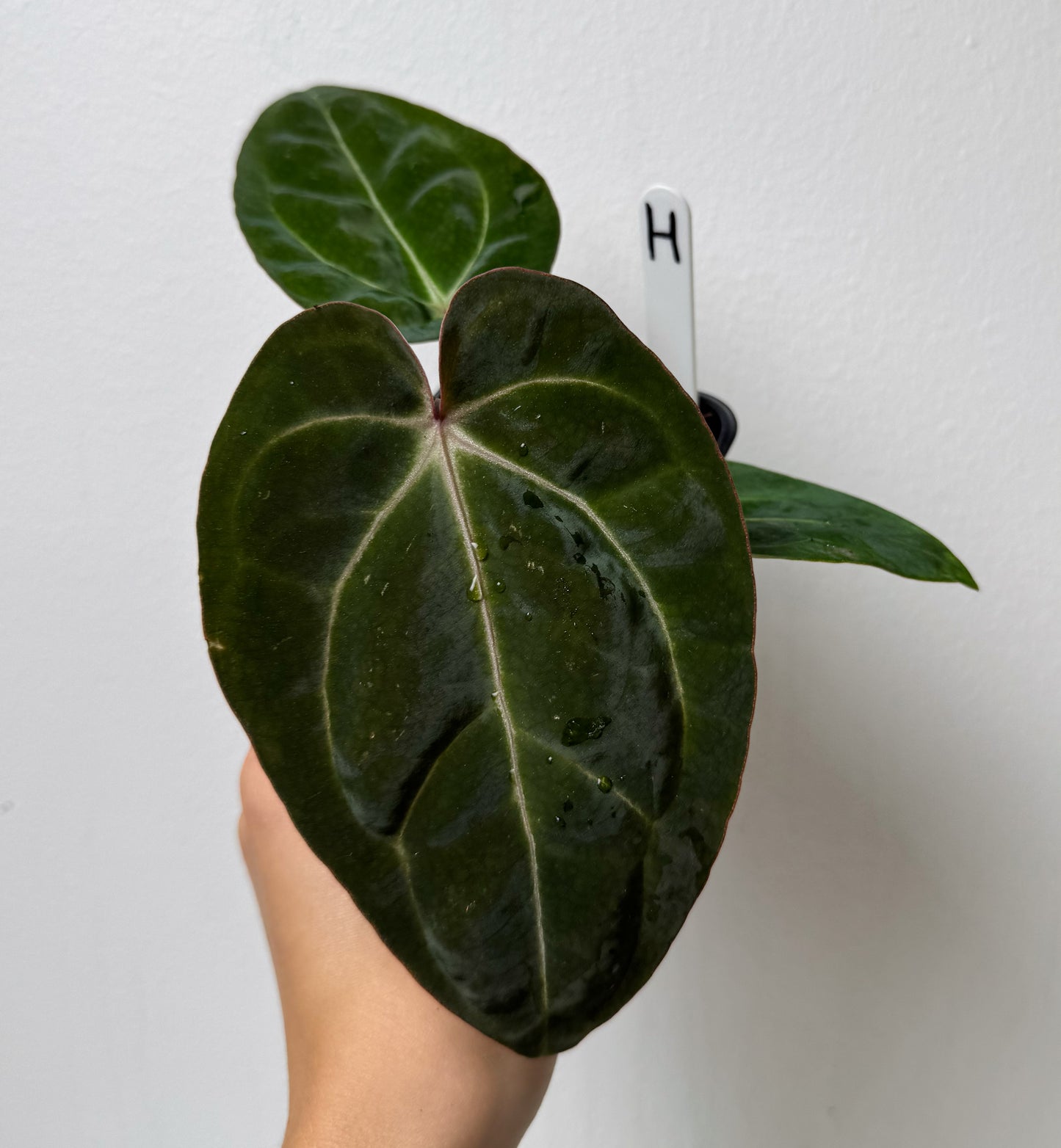 Anthurium Complex HU hybrid 1 x carlablackiae (NSE)