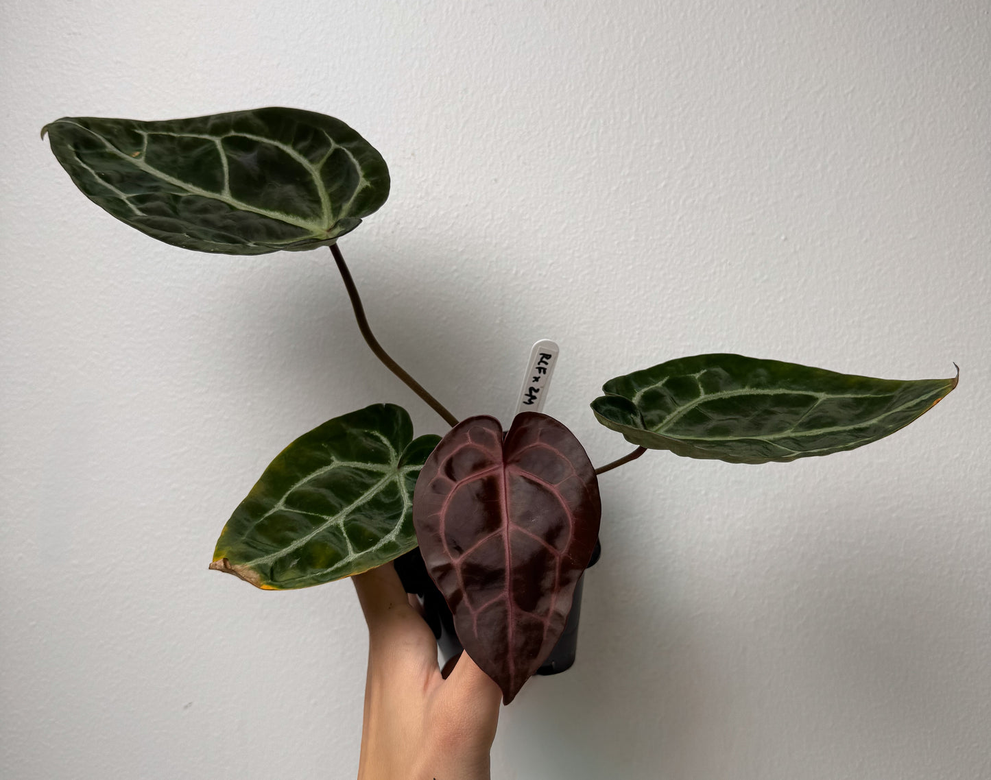 Anthurium (Red Crystallinum x forgetii) x (Zara x Michelle)