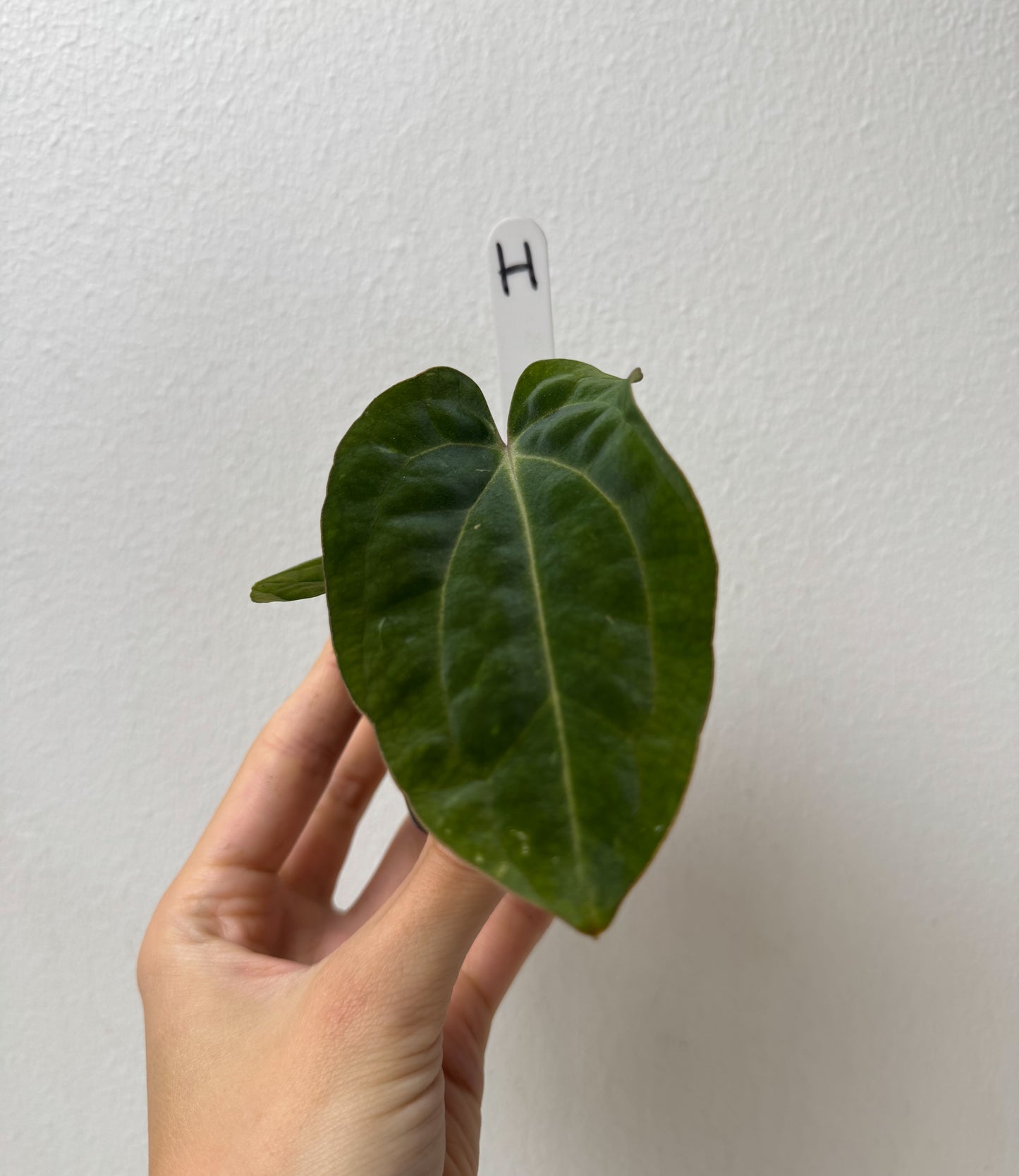 Anthurium carlablackiae (NSE) x BVEP ('SS x RA')
