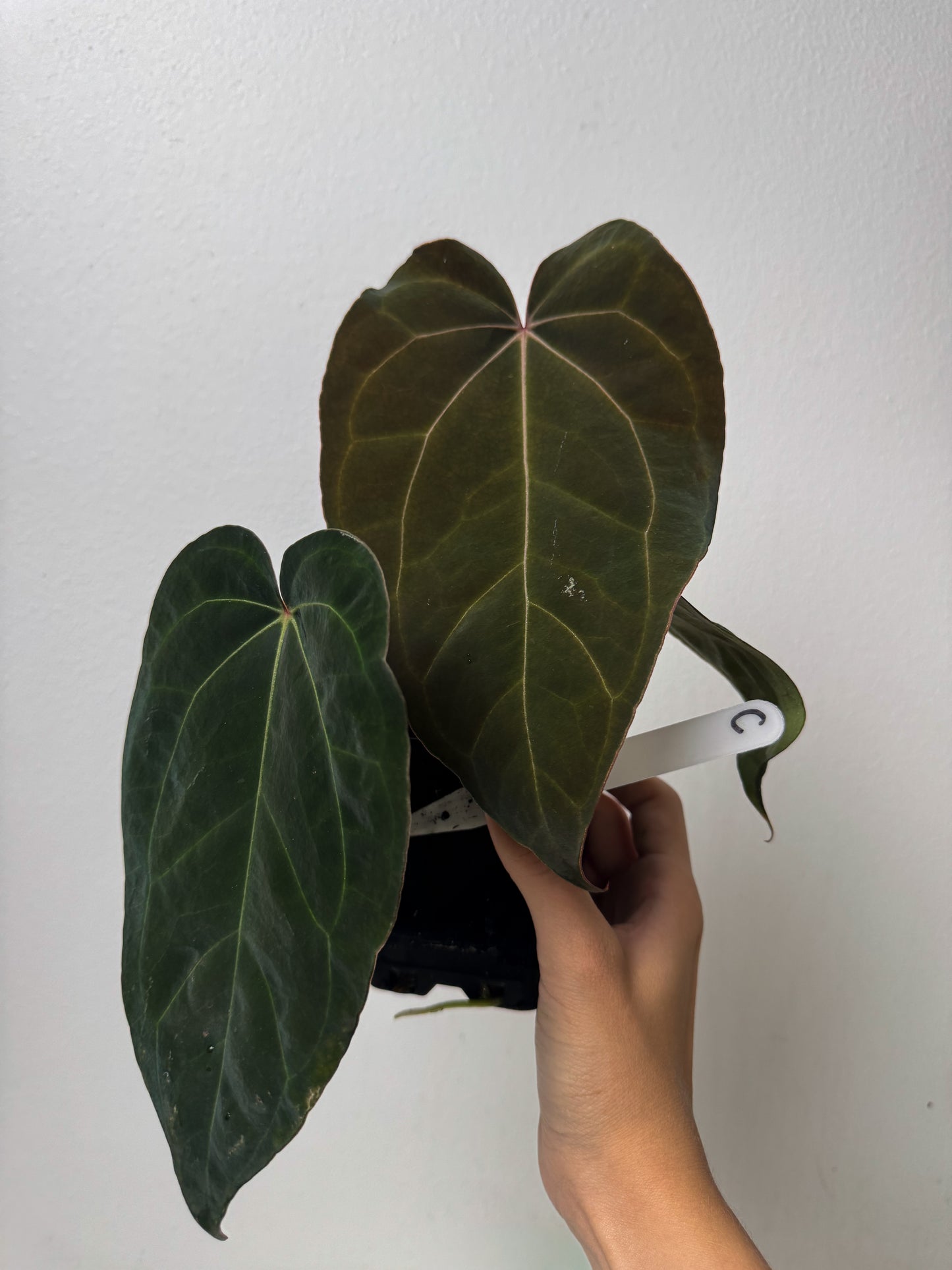 Anthurium carlablackiae X (NSE) x complex HU hybrid 1