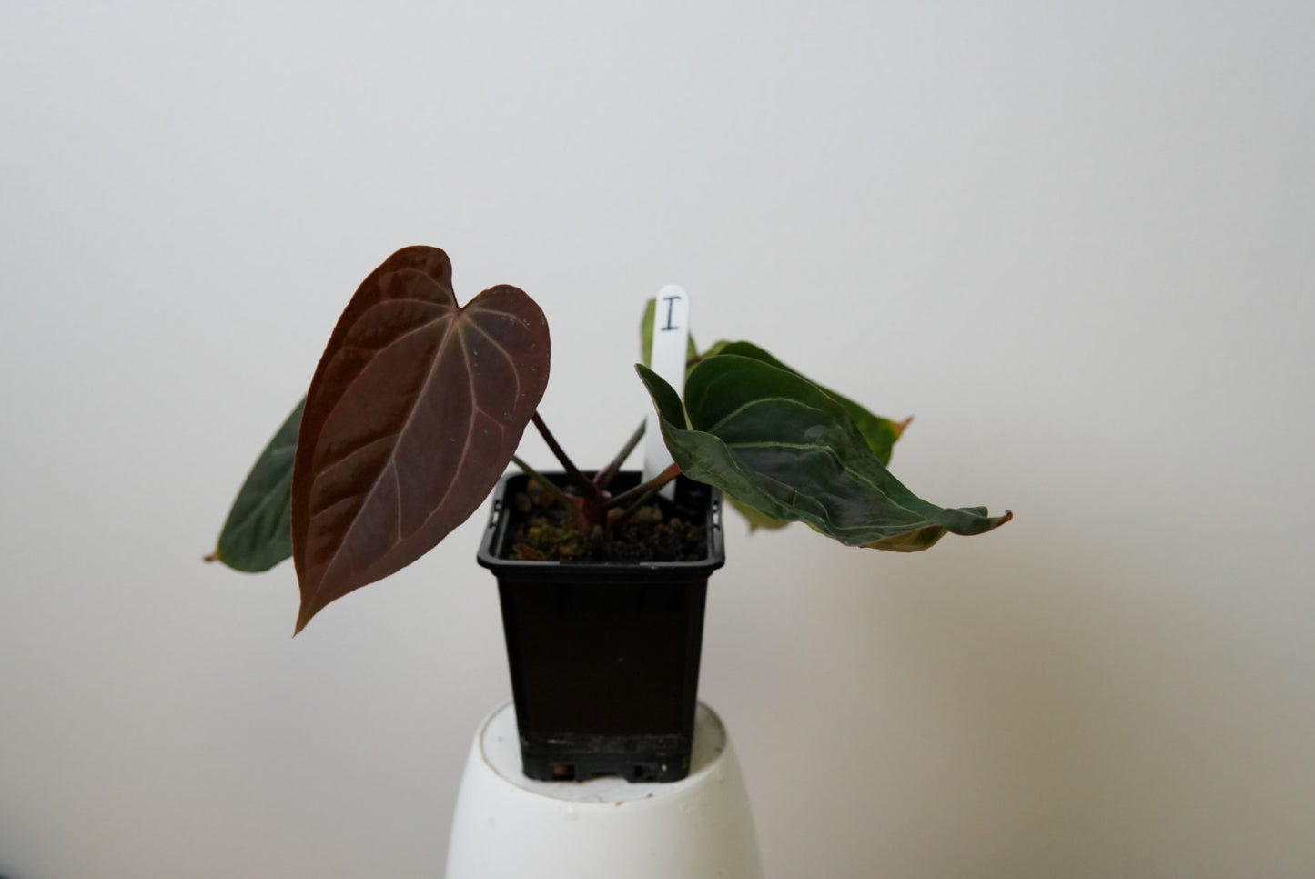 Anthurium (Zara x Michelle) x (Dorito Port x RLFS)