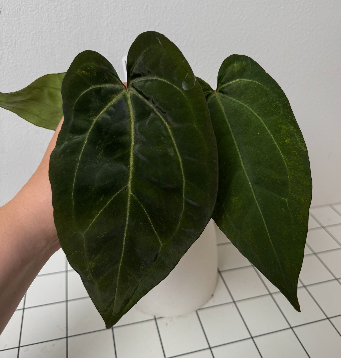 Anthurium (Zara x Michelle) x (Dorito Port x RLFS)
