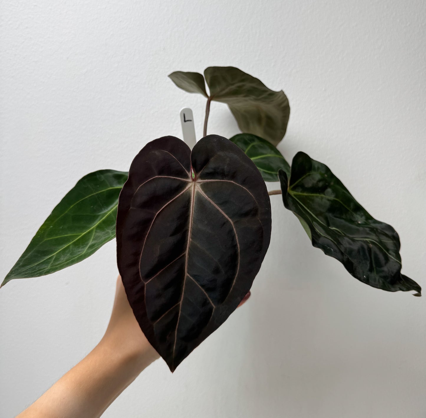 Anthurium Complex HU hybrid 1 x carlablackiae (NSE)