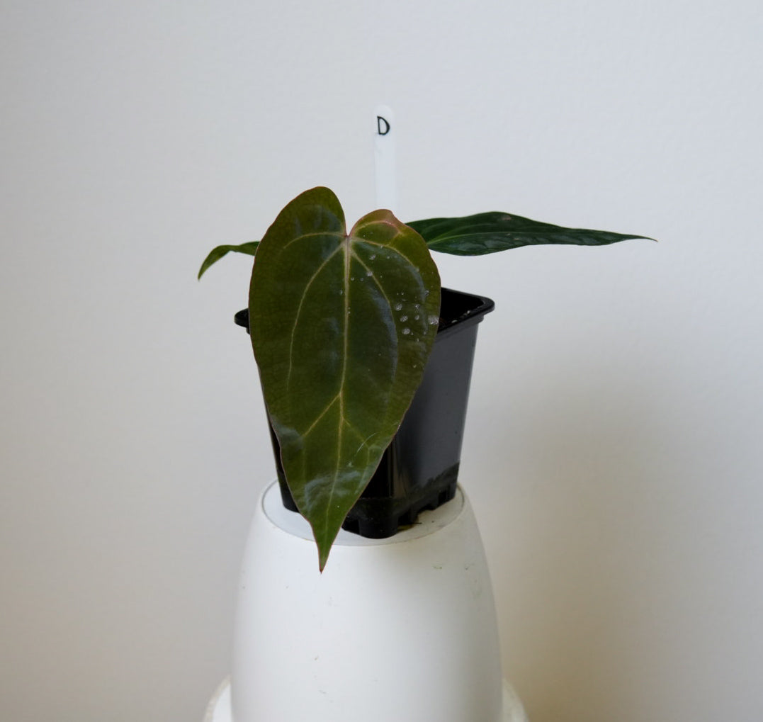 Anthurium carlablackiae (NSE) x BVEP ('SS x RA')