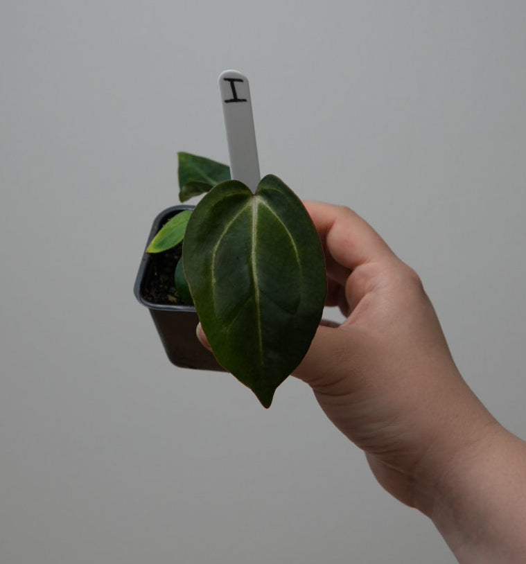 Anthurium (Zara x Michelle) x carlablackiae X (NSE)