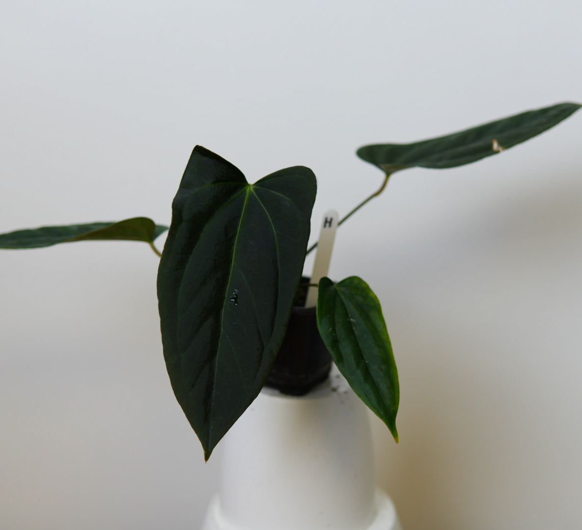 Anthurium (subsignatum x papillilaminum 'Marie') x (NSE dorito port x  papillilaminum RLFS)