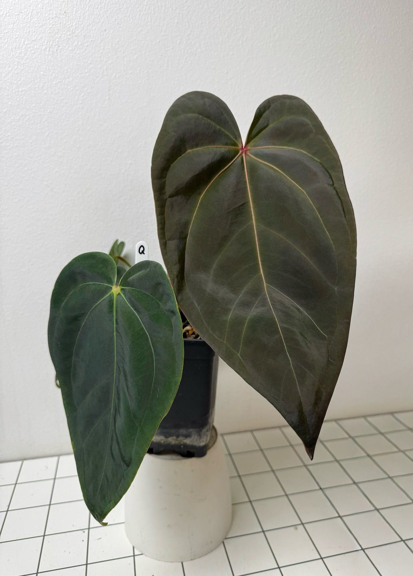 Anthurium (midnight velvet x 'red studd') x carlablackiae x (NSE)