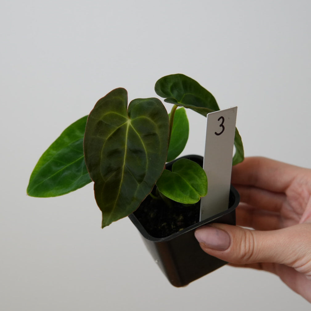 Anthurium Velvet Mask x ((Carlablackiae x Dressleri) x pap 'RLFS')